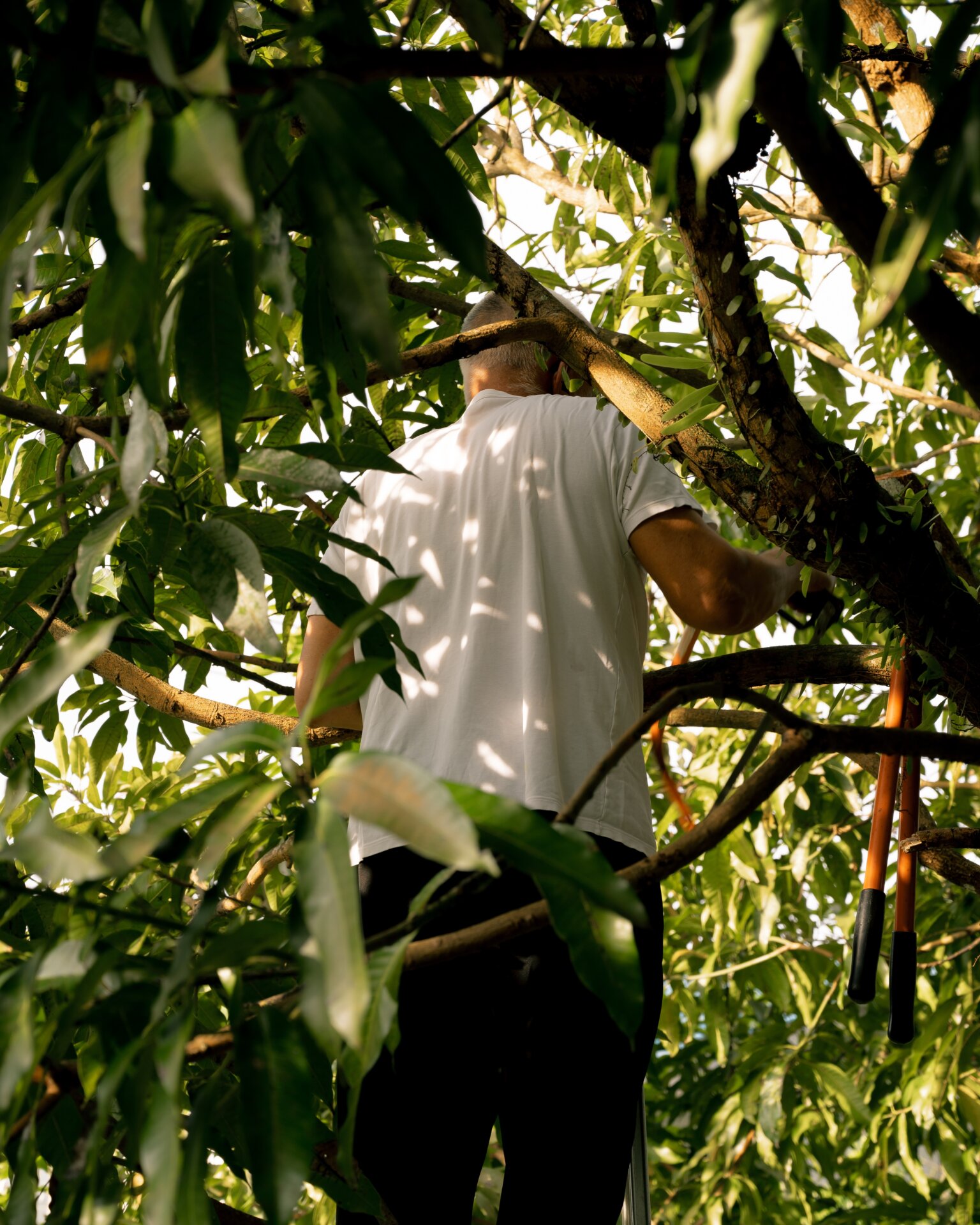 ANNELISE: Yakob-Aziz König – The Burning of the Mango Leaves